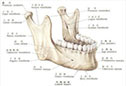 颌骨缺失