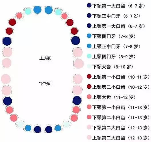 小孩子七岁换牙齿几个月长